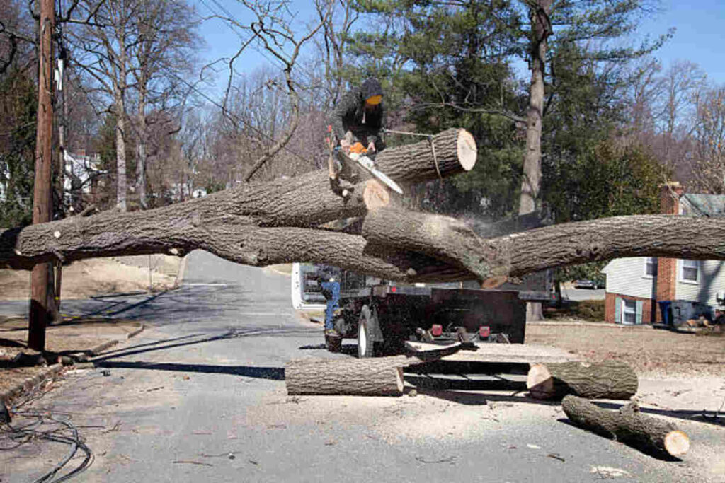tree service morgan hill ca