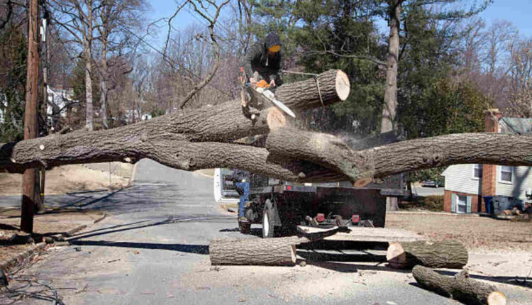 tree service morgan hill ca